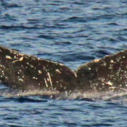 Fluke of PWF-NP_1386
