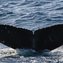 Fluke of PWF-NP_1355