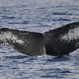 Fluke of PWF-NP_1412