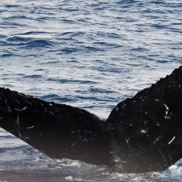 Fluke of CRC-16208