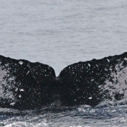 Fluke of PWF-NP_1304