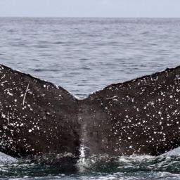 Fluke of CRC-17784