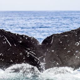 Fluke of CRC-17665