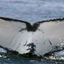 Fluke of CRC-17671