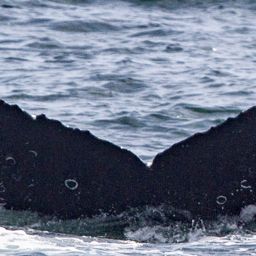 Fluke of CRC-17669