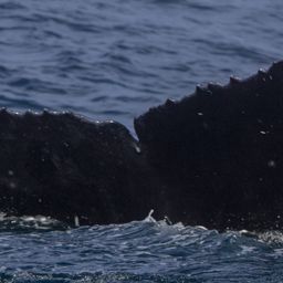 Fluke of CRC-17661