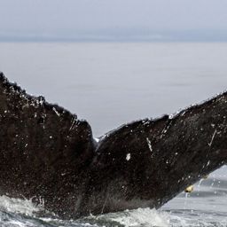 Fluke of CRC-17689