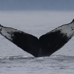Fluke of CRC-17870