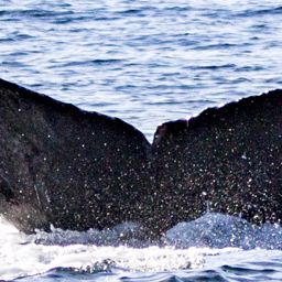 Fluke of CRC-18551