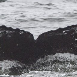 Fluke of CRC-18126