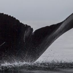 Fluke of CRC-18098