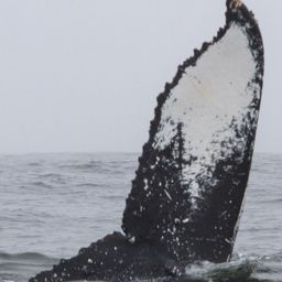 Fluke of CRC-20454