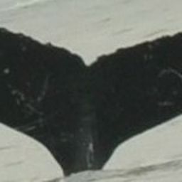 Fluke of CRC-18571