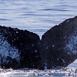 Fluke of Hali