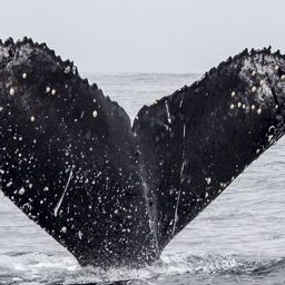 Fluke of CRC-18195