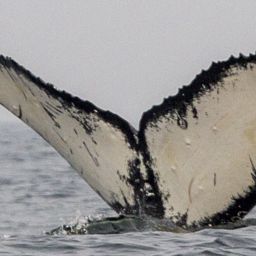 Fluke of CRC-18177