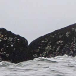 Fluke of CRC-18189