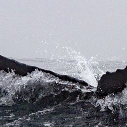 Fluke of CRC-18197