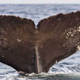 Fluke of CRC-18225