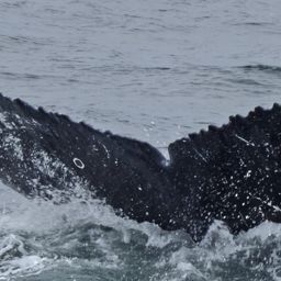 Fluke of Paniolo