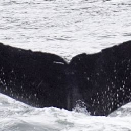 Fluke of Eufrazzsia
