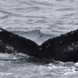 Fluke of HW-MN0400510
