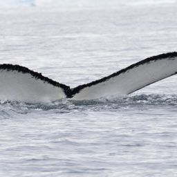 Fluke of HW-MN1301585