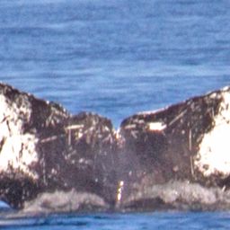Fluke of Falcon
