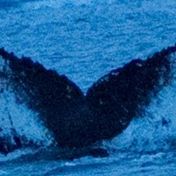 Fluke of NNHWC-168
