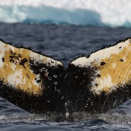 Fluke of HW-MN1301616