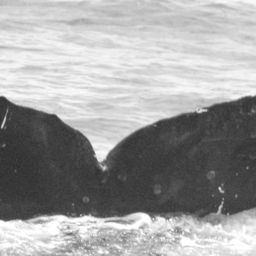 Fluke of CRC-15002