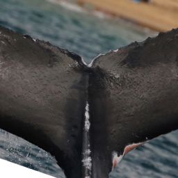 Fluke of HW-MN0441135
