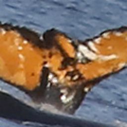 Fluke of HW-MN1301617