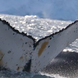 Fluke of HW-MN1301619