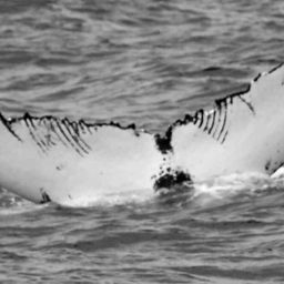 Fluke of BDA0036