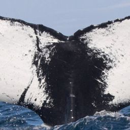 Fluke of HW-MN0101190