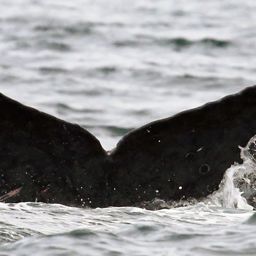 Fluke of CRC-12347