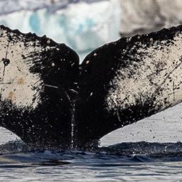 Fluke of HW-MN1301631