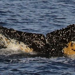 Fluke of HW-MN1301632