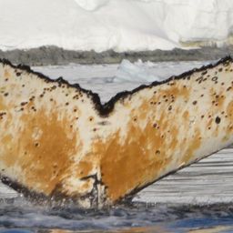 Fluke of HW-MN1301640