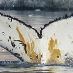 Fluke of HW-MN1301641