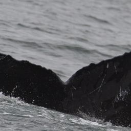 Fluke of CRC-11708