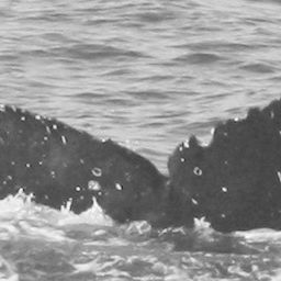 Fluke of CRC-15073