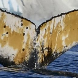 Fluke of HW-MN1301662