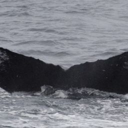 Fluke of HW-MN0400538