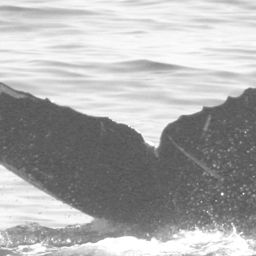 Fluke of CRC-12217