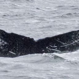 Fluke of SEAK-2642