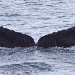 Fluke of Serrat Spearfin