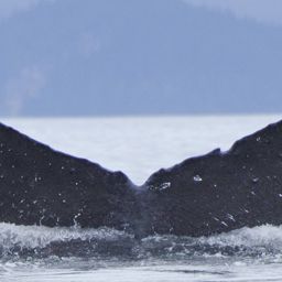 Fluke of SEAK-5311