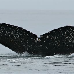 Fluke of HW-MN1301677